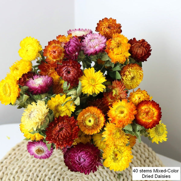 Natural Dried Daisy Flowers, Flower Arrangements, Natural Decorations, A Bunch of Dried Daisy Flowers, Handmade Artificial Flowers for Home Decor-HomePaintingDecor