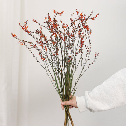 Dried Fire Orchid Bouquet, Natural Decorations, Flower Arrangement, Handmade Artificial Flower, Natural Dried Flowers-HomePaintingDecor