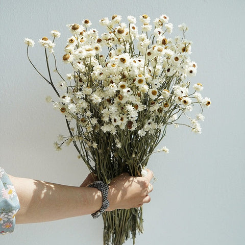 Flower Arrangements, Natural Dried Daisy Flower Bouquet, Natural Dried Daisy Flowers, A Bunch of Dried Daisy Flowers, Handmade Artificial Flowers for Home Decor-HomePaintingDecor