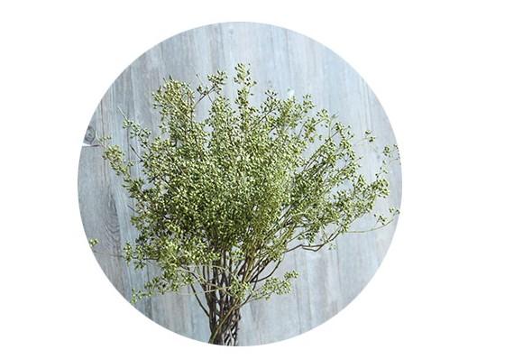 Dried Seek, Dried Flowers, Botanical Home Decor, Seed Stalks. Natural Greenery-HomePaintingDecor