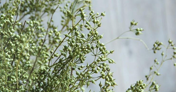 Dried Seek, Dried Flowers, Botanical Home Decor, Seed Stalks. Natural Greenery-HomePaintingDecor
