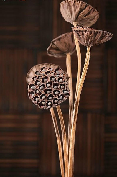 10 Stems Lotus Pods, Dried Lotus Pods, Natural Decor, Rustic Decor, Lotus Flower Arrangement-HomePaintingDecor