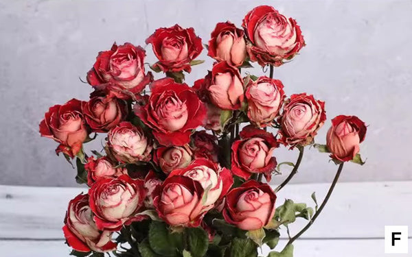 A Bouquet of Dried Rose Flowers, Dried Rose Flower Bouquet, Natural Dried Rose Flower Bunches, A Bunch Dried Rose Flowers, Red Yellow Purple Dried Rose Floral-HomePaintingDecor
