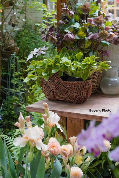 Large Picnic Food Basket with Handle, Natural Hand-woven Wicker Storage Basket, Natural Fruit Baskets, Kitchen Storage Baskets, Willow Weaving Baskets with Handle-HomePaintingDecor